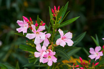 A beautiful blooming oleander flower in the park