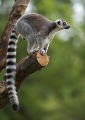 a ring lemur on tree © imphilip