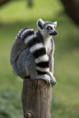 portrait for a sitting ring lemur