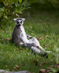 portrait for a sitting ring lemur