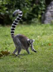 a ring lemur walking on grass ground © imphilip