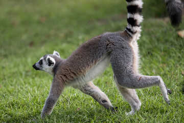 a ring lemur walking on grass ground - obrazy, fototapety, plakaty