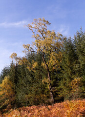 autumn in a Scottish forest