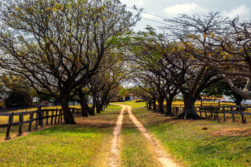 Caminho IMG_0193