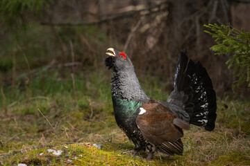 Majestic Western Capercaillie (Tetrao Urogallus) with big tail courting in forest in spring