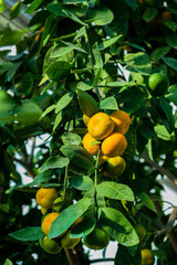 fresh lemons on the branch