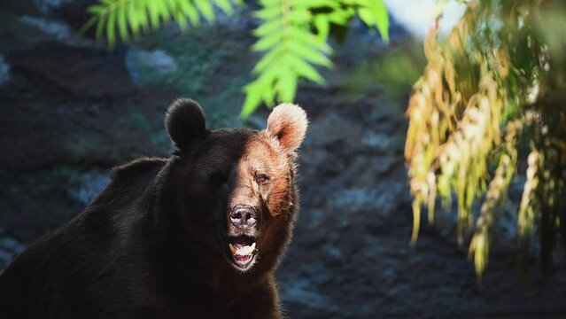 Brown bear rest in big stone lair. The bear prepares to hibernation in rainy and snowy day. High Quality 8k footage shot on Nikon Z9