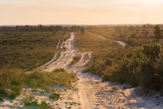 Wheel tracks running through a sandy rural desert at sunset