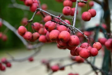 rajskie jabłka jesienią