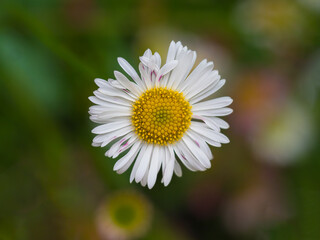 Fototapeta premium daisy flower closeup