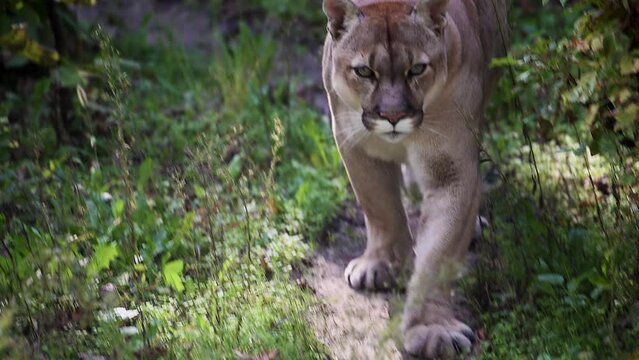 Beautiful Canadian Cougar, Puma Concolor hunting in wildlife at Canada forest in morning sun rays. 4k 120fps super slow motion raw footage 