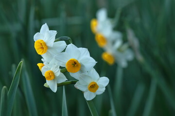 香り漂う冬の花