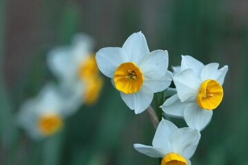 香り漂う冬の花
