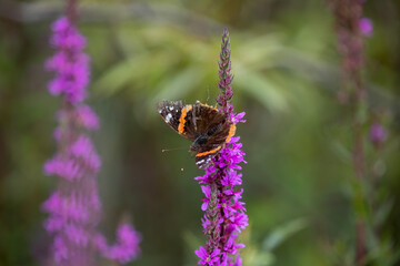 A battle-worn red admiral butterfly on a stem of purple loosestrife.