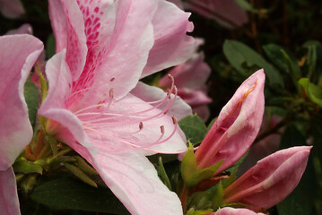 Pink Azalea in a close up