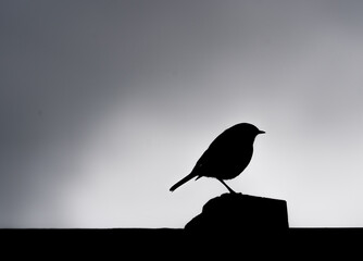 Robin in Back Garden Fence and Feeders Silhouette