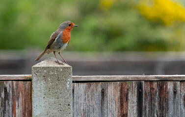 Robin in Back Garden Fence and Feeders