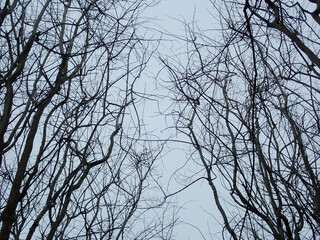 Abstract of tree limbs overhead