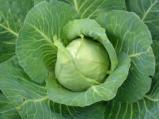 Obraz premium Cabbage growing in a garden
