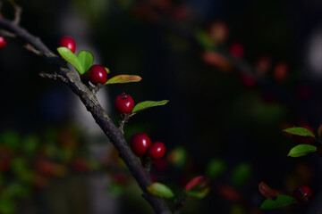 Cotoneaster im Herbst mit roten Früchten und farbigen Blättern, Herbstliches Motiv