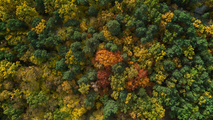 Beautiful aerial fall trees. Top down view on autumn deciduous forest in yellow and orange colors. Aerial view of forest during calm autumn day. Colourful autumn colours in forest spits