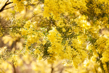 Soft golden yellow wattle blossom flowers on native tree