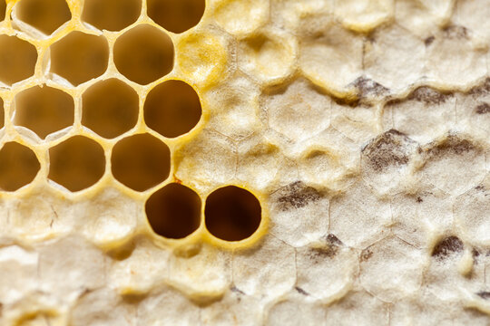 Hexagonal honeycomb texture on honey frame