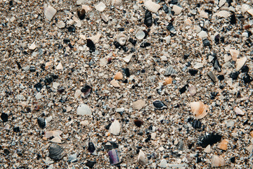 Sable et coquillages vu de dessus