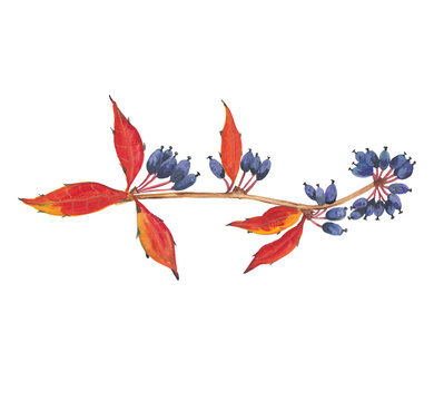 Branch with berries and red leaves hand painted gouache illustration. Autumn png clipart. Fall seasonal decor. Botanical, floral graphic elements 