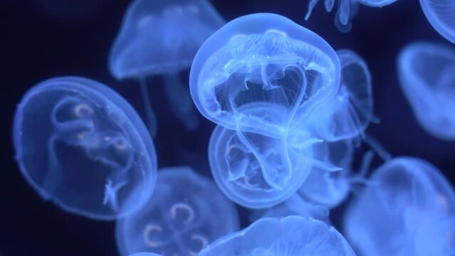 Closeup of Sea Moon jellyfish translucent blue light color and dark background.