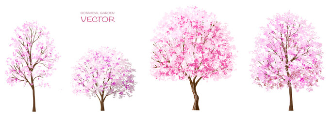 Vector of watercolor blooming flower or Sakura ,cherry tree side view isolated on white background for landscape and architecture drawing,elements for environment or and garden ,botanical in spring © Chanya_B