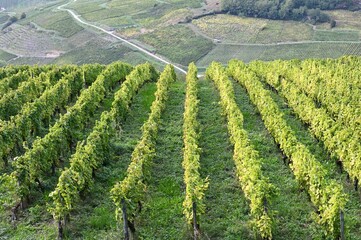 Fototapeta na wymiar View of vine rows perfectly aligned on the top of a hill