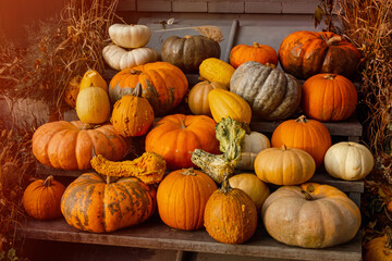 Orange pumpkins. Pumpkin standing out of the crowd. Autumn. Thanksgiving background. Halloween backdrop. A heap of pumpkins. Stack of variously colored and shaped pumpkins. Seasonal holiday concept.