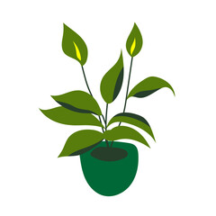 green tropical plant with pot