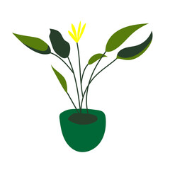 green tropical plant with pot