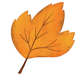 Obraz premium Fall Dry Leaf Illsutration Watercolor