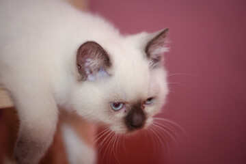 Portrait einer Hauskatze, einer Katze welche als Haustier gehalten wird.