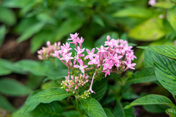 Pink small flower in garden