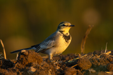 夕日を見るハクセキレイ