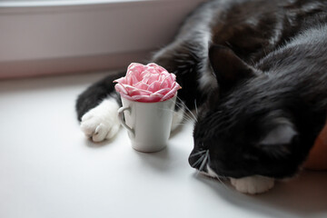 sad cat and pink rose in a cup. rainy weather. comfort at home.