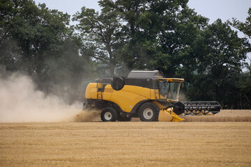 Ein gelber M&auml;hdrescher erntet am Sommerende ein Getreidefeld ab.