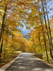 bright yellow trees and blue sky at Logar Valley - autumn in Slovenia
