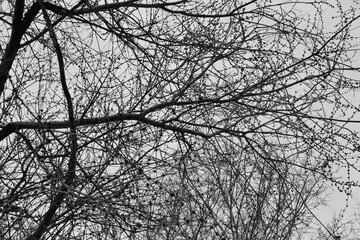 Abstract trees in black & white