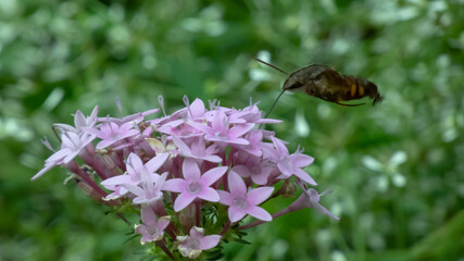 オオスカシバが蜜を吸う