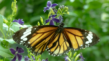 蝶が羽を大きく広げている