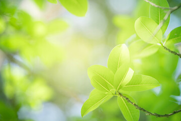 Fototapeta na wymiar Nature of green leaf in garden. Natural green leaves plants using as spring background cover page environment ecology or greenery wallpaper