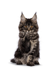 Big fluffy black tabby Maine coon cat kitten, sitting facing front. Looking towards camera with front paw sneaky in front of face. Isolated on a white background