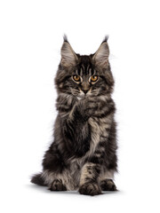Big fluffy black tabby Maine coon cat kitten, sitting facing front. Looking towards camera with...