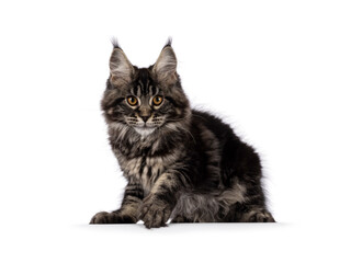 Big fluffy black tabby Maine coon cat kitten, sitting side ways. Looking towards camera reaydy to attack. Isolated on a white background
