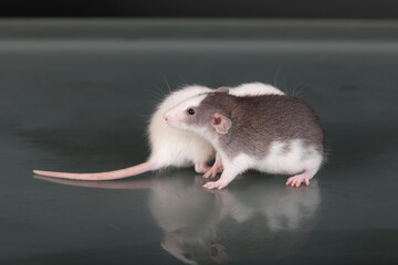 two pet baby rats on a glass